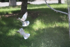 Doves in Flight in Common Area