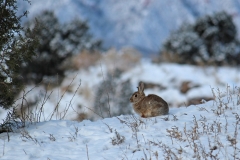 Resident Cottontail in Winter