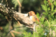 Rufous Hummingbird in Tree
