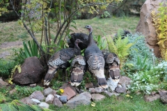 Wild Turkeys in Garden